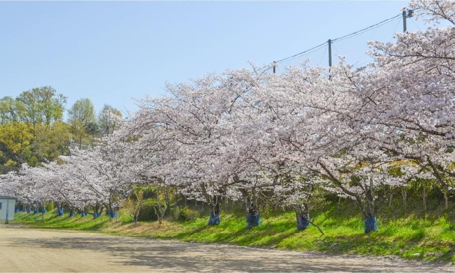 桜並木